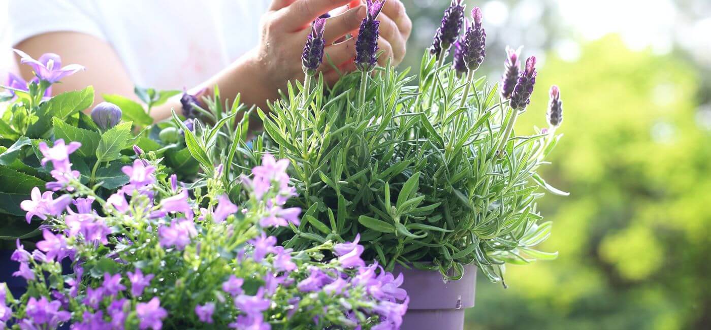 Jak uprawiać lawendę w domu
