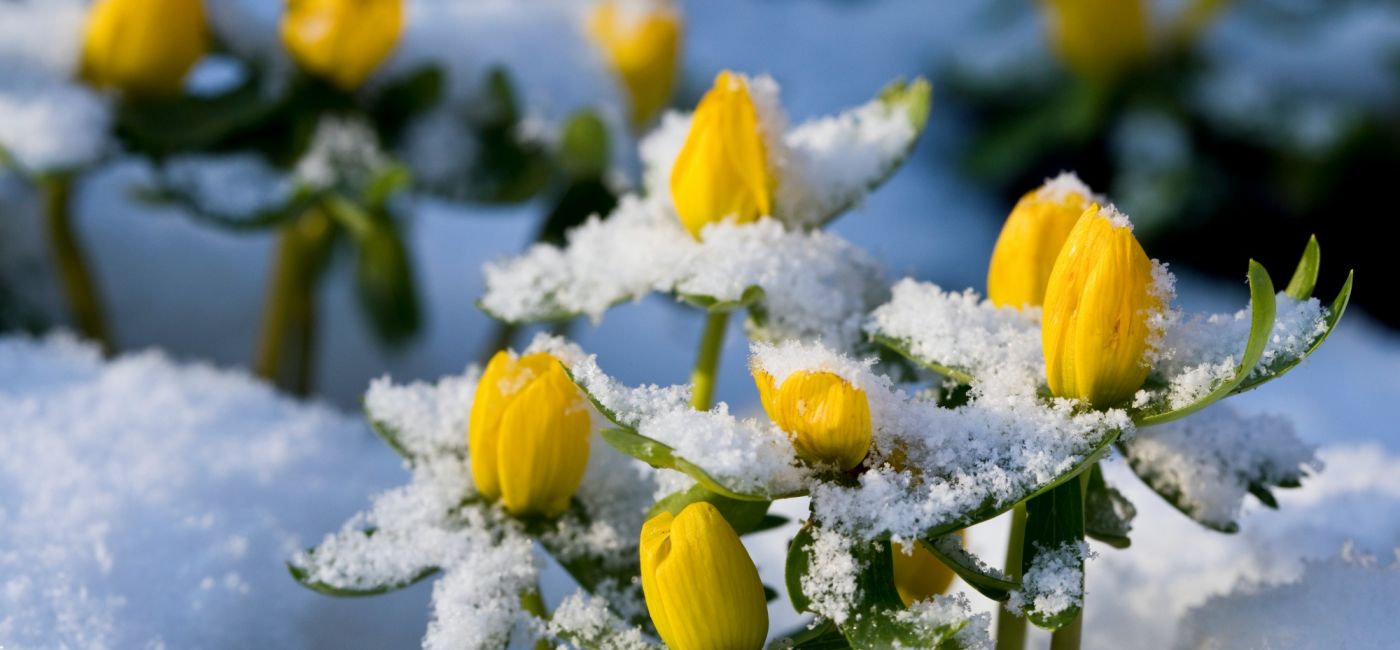 rannik zimowy i wiosenny