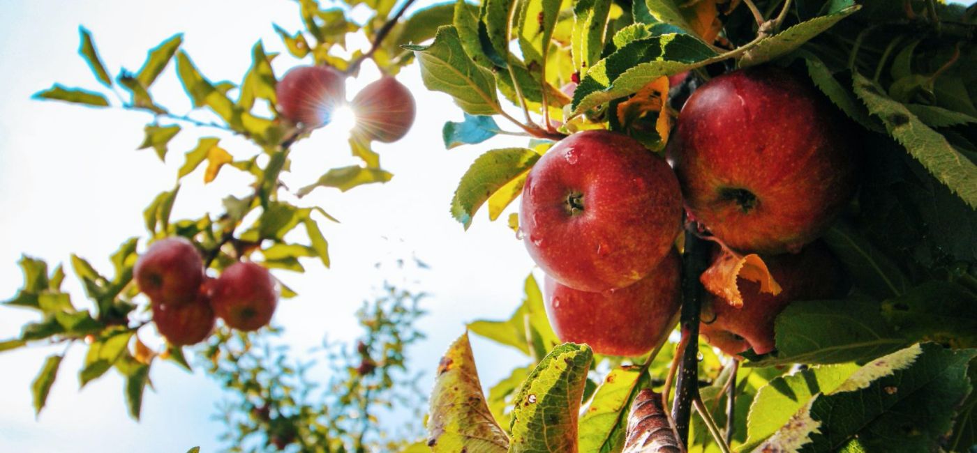 jak przez cały rok dbać o drzewka owocowe poradnik ogrodnika