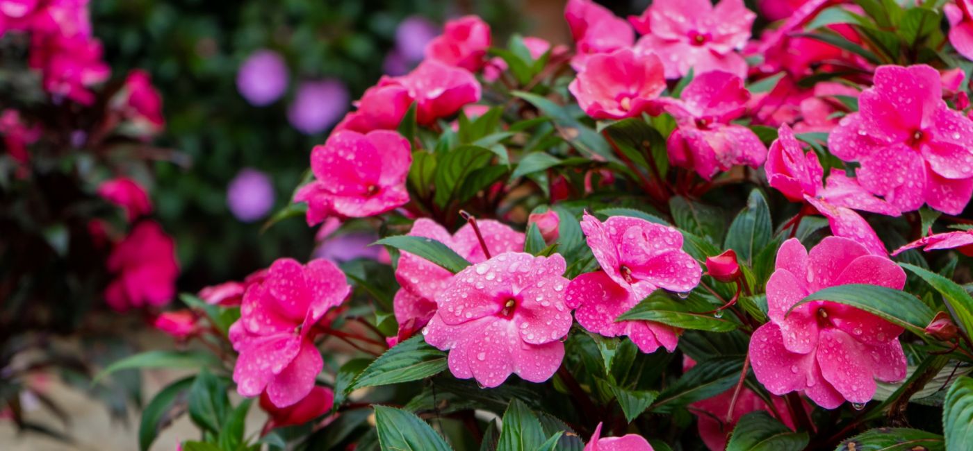 Niecierpek kwitnie obficie i długo