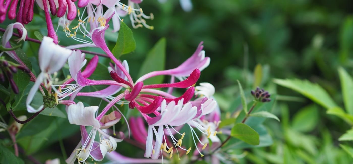 Wiciokrzew (Lonicera) - uprawa, odmiany, pielęgnacja