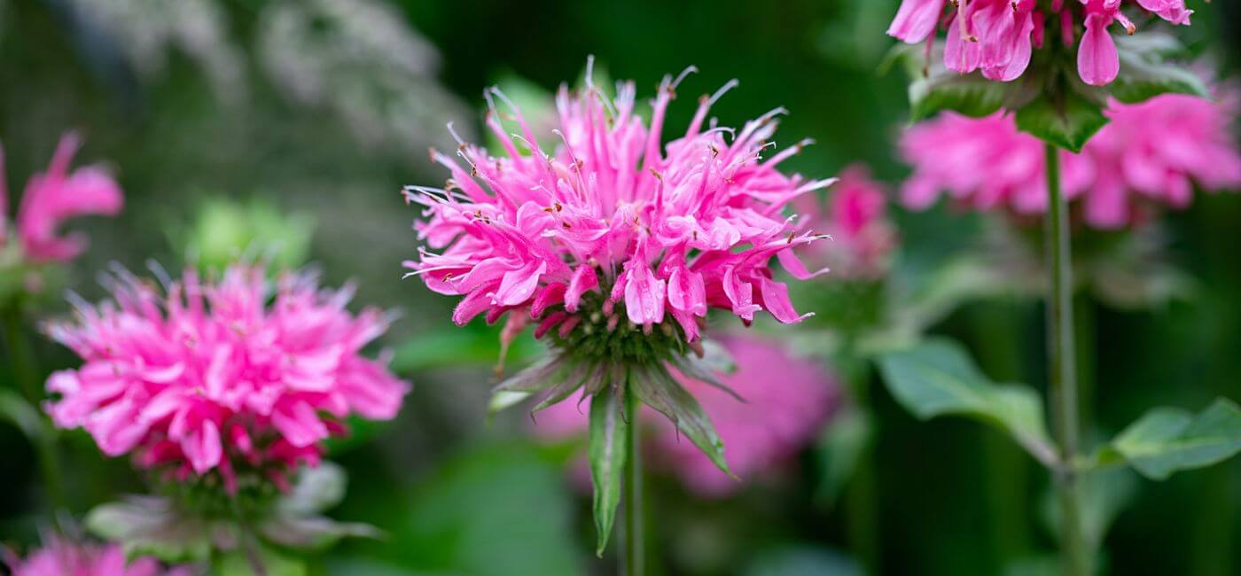 Pysznogłówka to inaczej Monarda