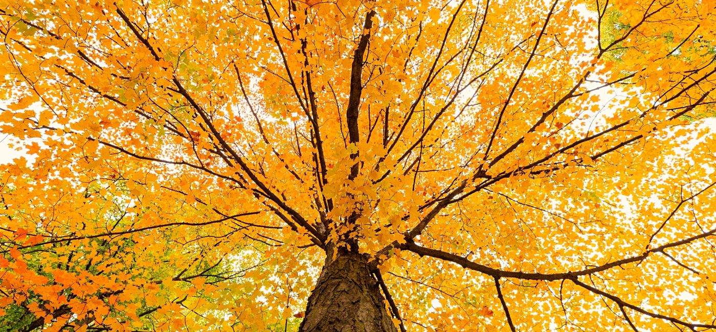 rośliny które najpiękniej przebarwiają się jesienią