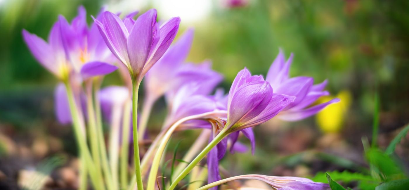 zimowit jesienny sadzenie pielęgnacja i kwitnienie