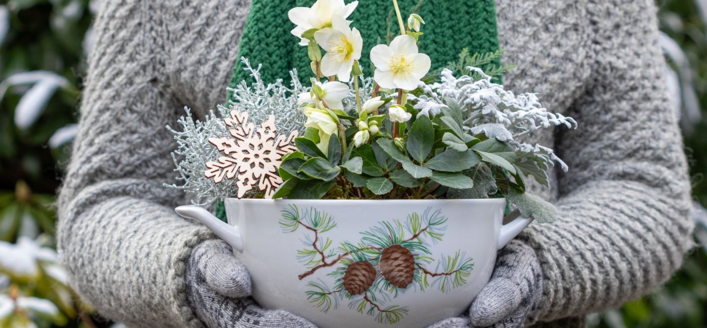 rośliny kwitnące zimą