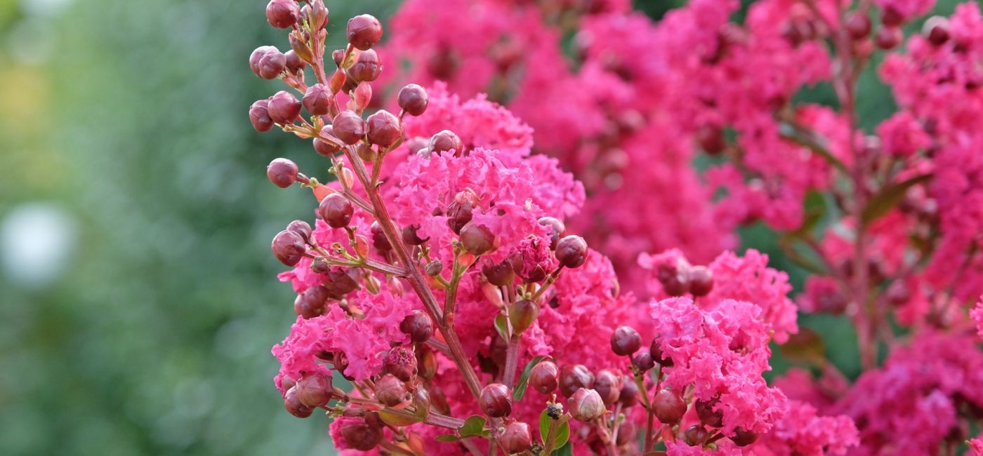 lagerstremia indyjska