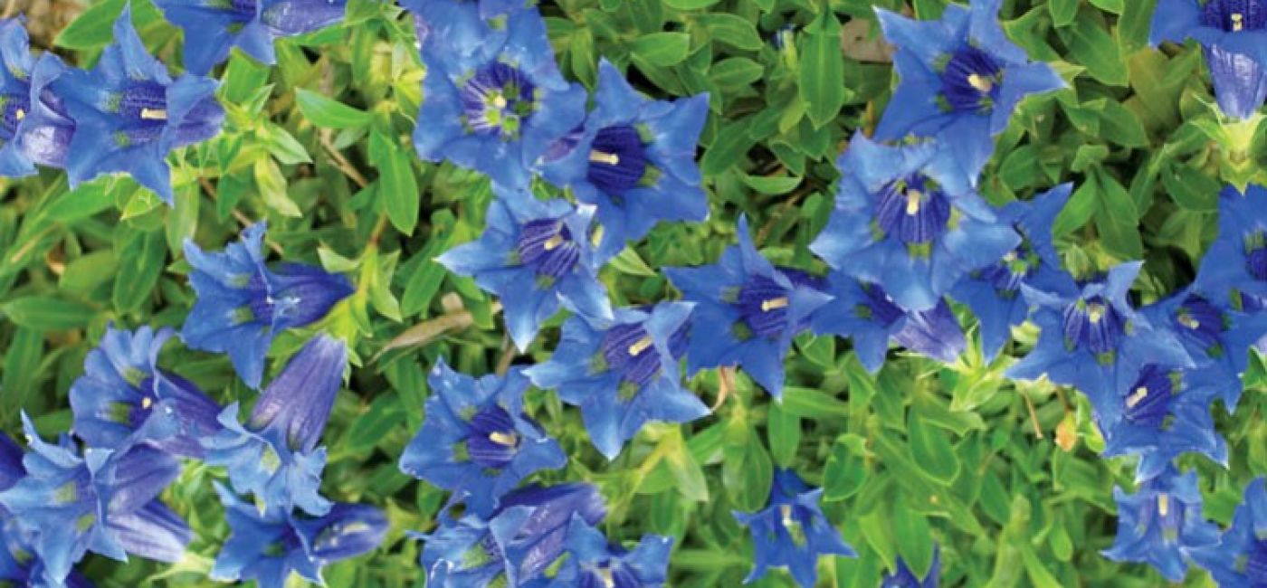 Goryczka krótkołodygowa (Kluzjusza). Goryczka – oko Tatr