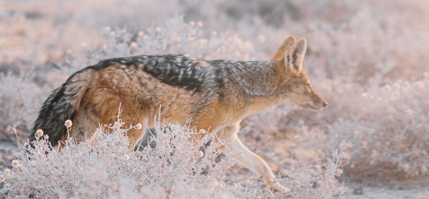 Monika Wanat fotografia