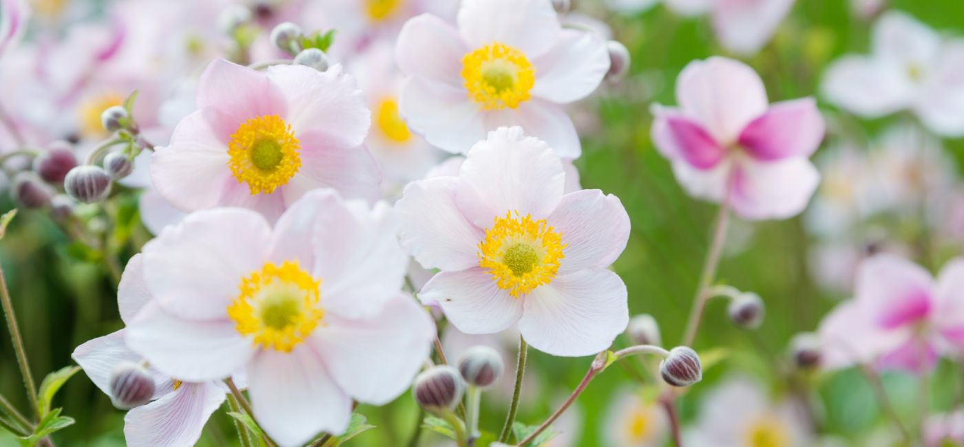 anemony