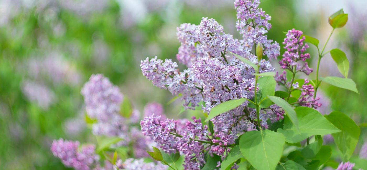 Lilak pospolity - bez w ogrodzie