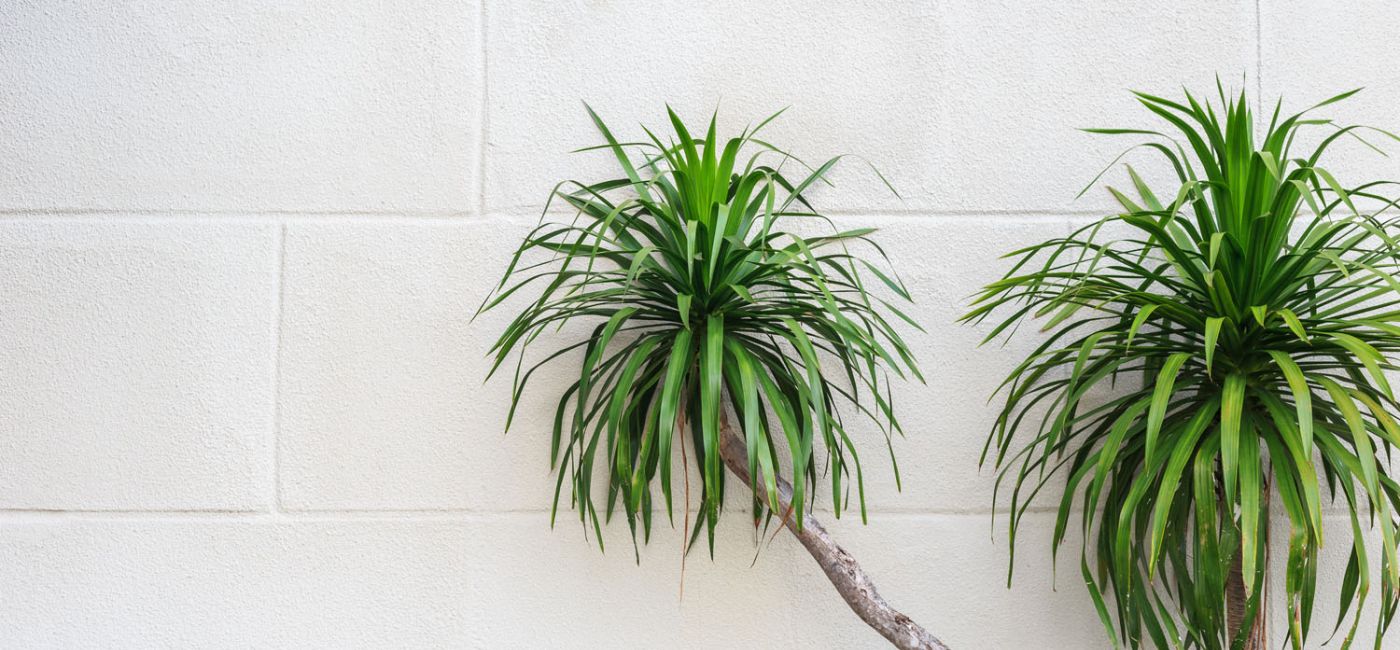 Dracena dodaje wnętrzom egzotycznego wyglądu.