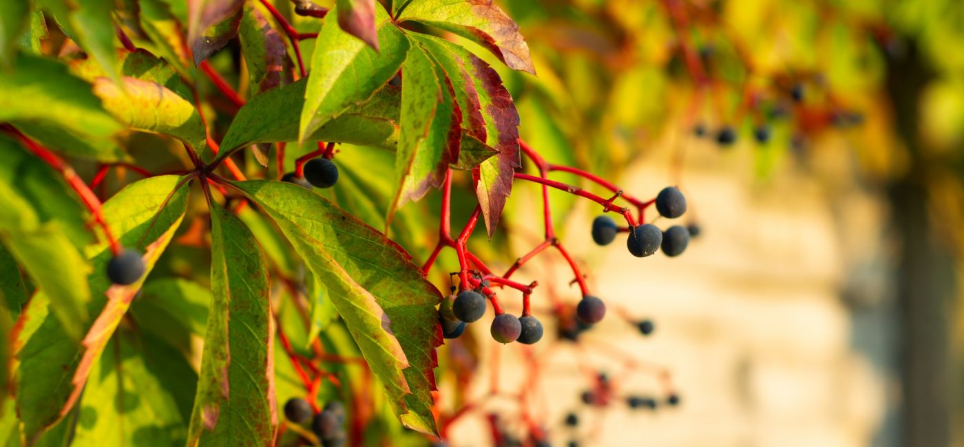 Dzikie wino znane tez jako winobluszcz