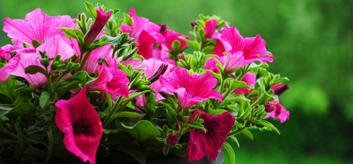 Surfinia – kwiat japońskiej inżynierii genetycznej