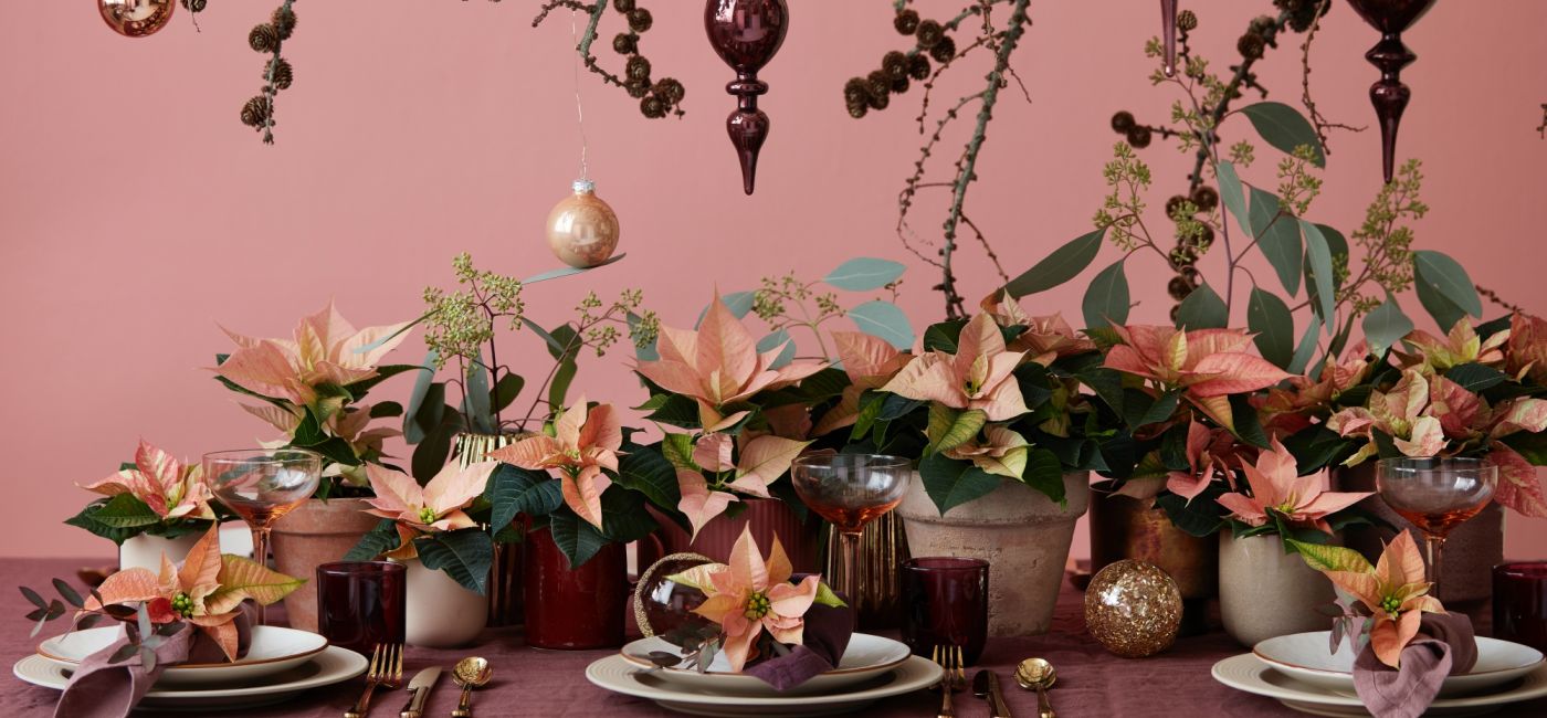 Gwiazda betlejemska – dlaczego pojawia się na Boże Narodzenie i jak ozdobić nią dom na święta?