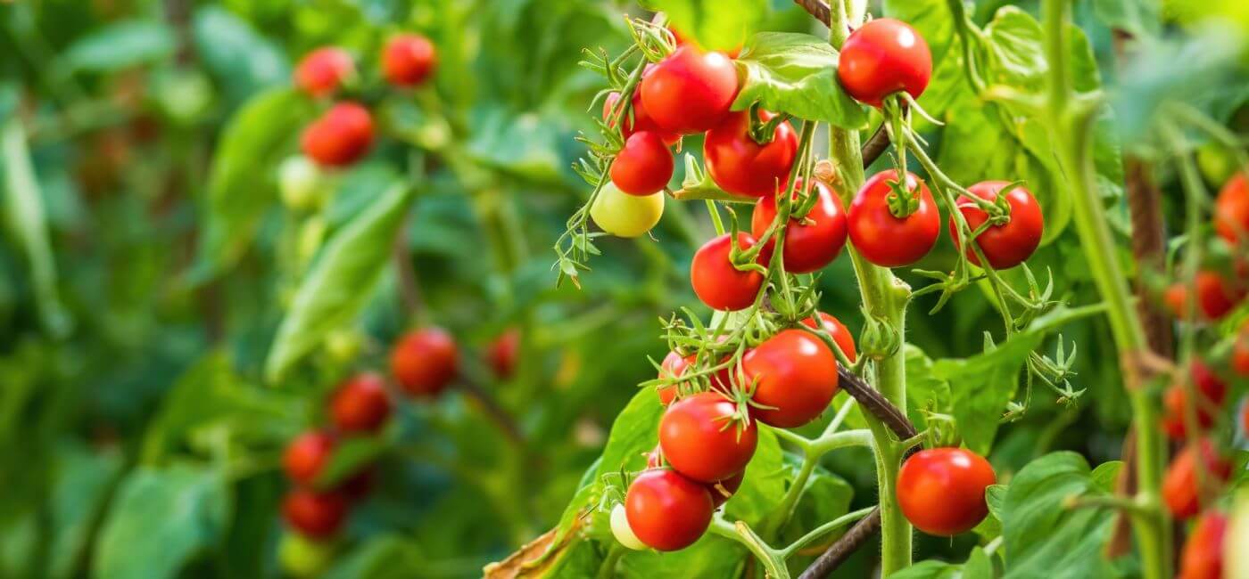 jak uprawiać pomidory pod folią