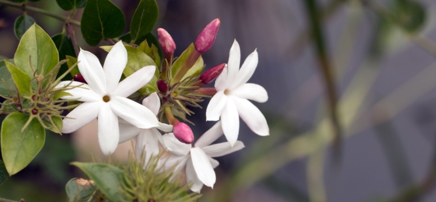 Jaśmin jest rośliną egzotyczną. Nie toleruje naszej zimy, więc lepiej hodować go w domu.