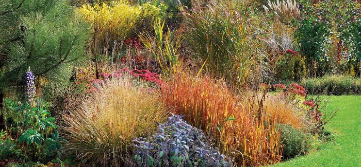 Kolorowe trawy w ogrodzie. Jesień kolorowych traw