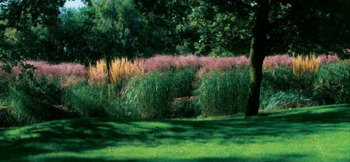 Kolorowe trawy w ogrodzie. Nad rzeczką, pośród traw
