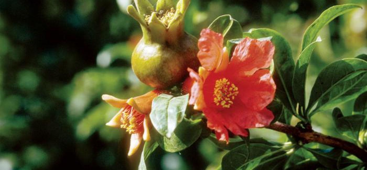 Kwiat granatowca. Królewski granatowiec