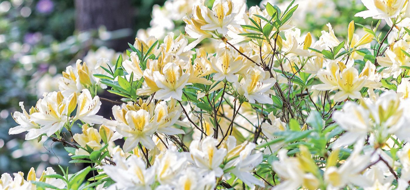 RODODENDRON WIELOKWIATOWY BIAŁY (RHODODENDRON ‘CUNNINGHAM’S WHITE’)