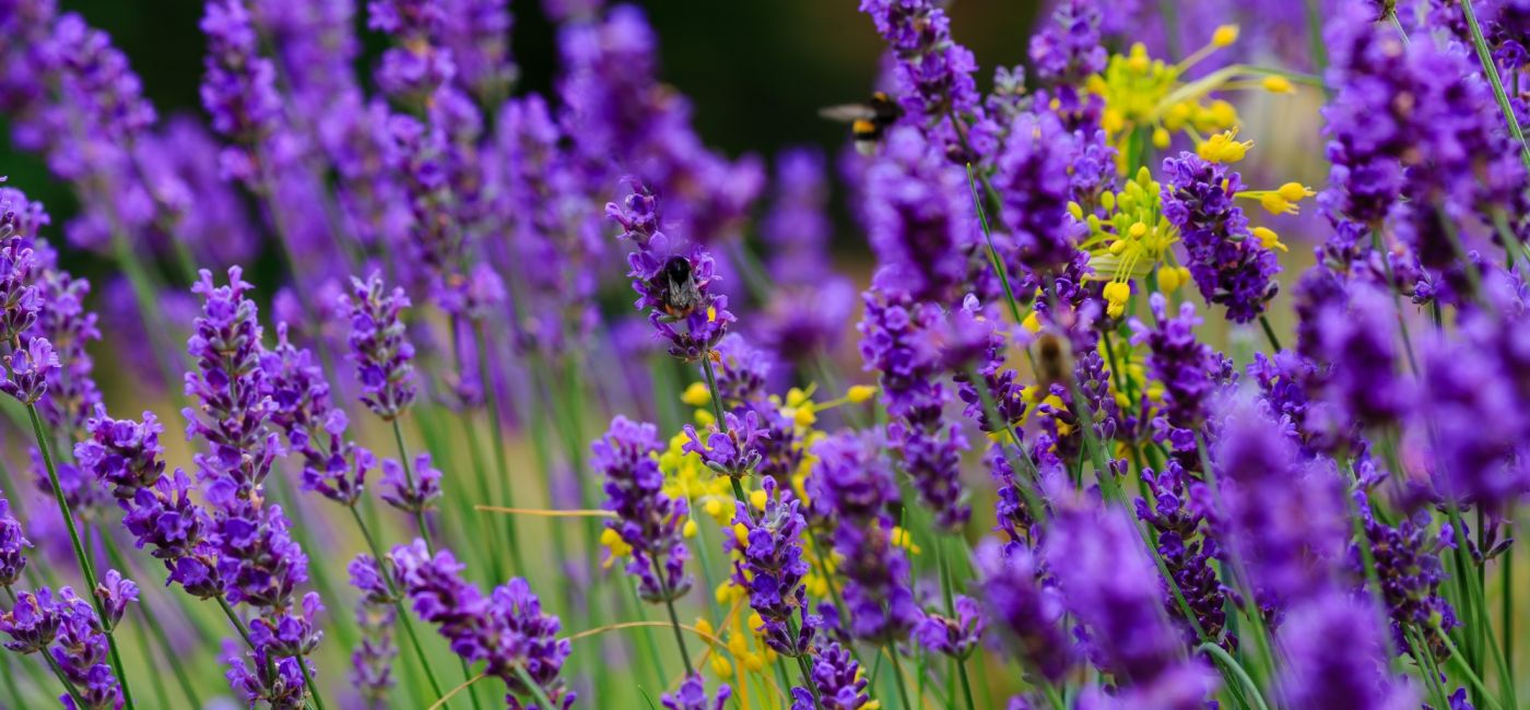 lawenda uprawa pielęgnacja przycinanie