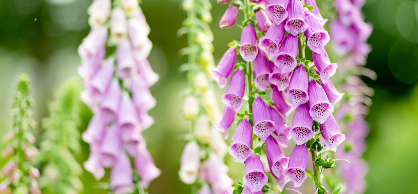 naparstnica purpurowa w ogrodzie