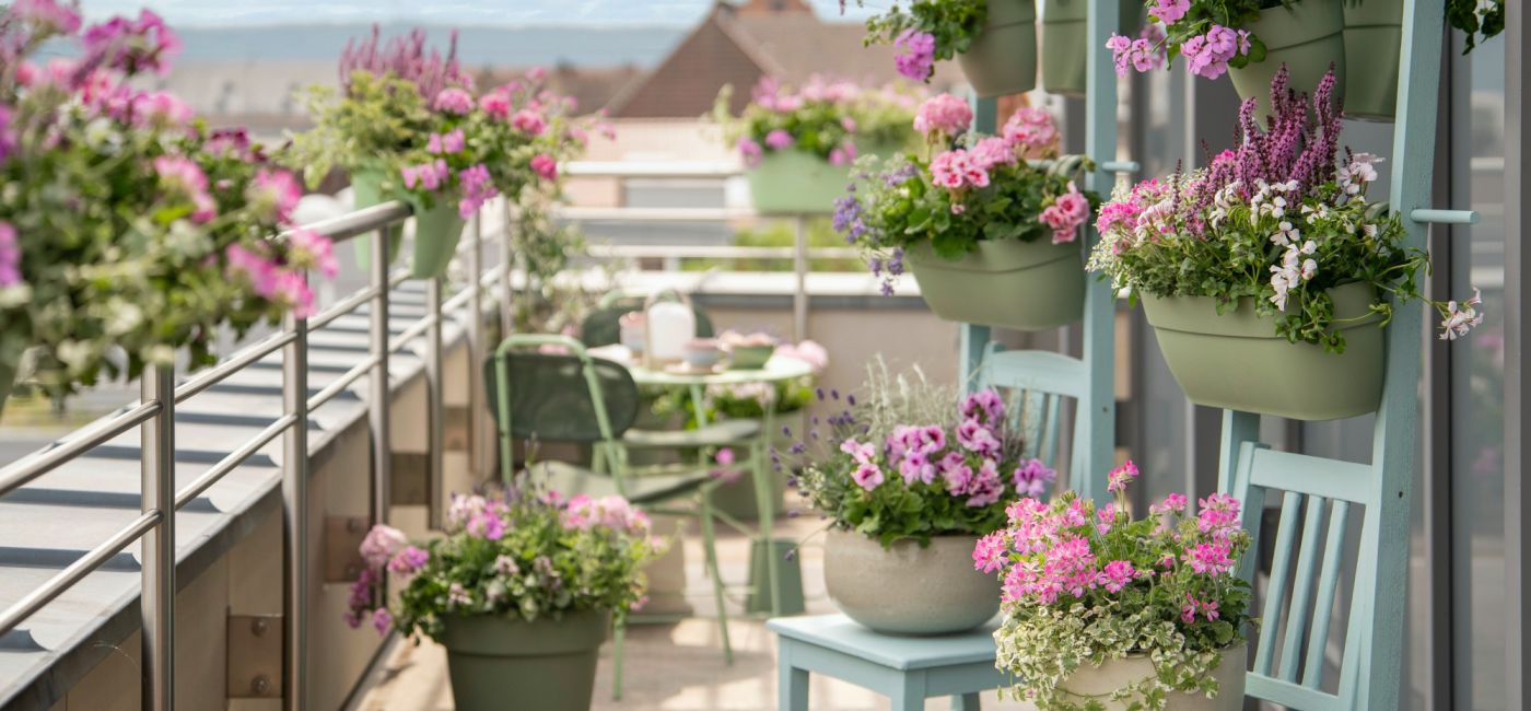 pelargonia bluszczolistna to jeden z najbardziej odpornych kwiatów balkonowych