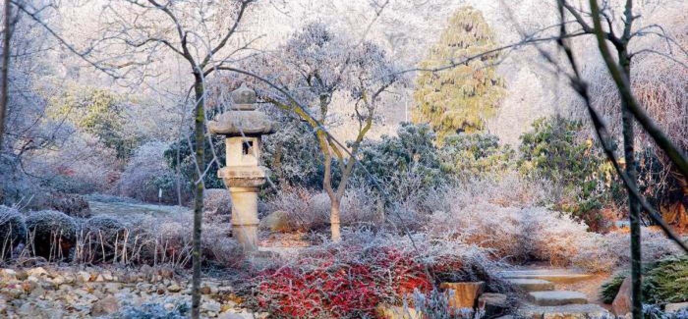 Ogród japoński zimą. Ogród japoński pod śniegiem