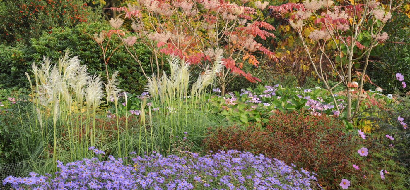 Trawy dekoracyjne tworzą naturalny efekt w ogrodzie