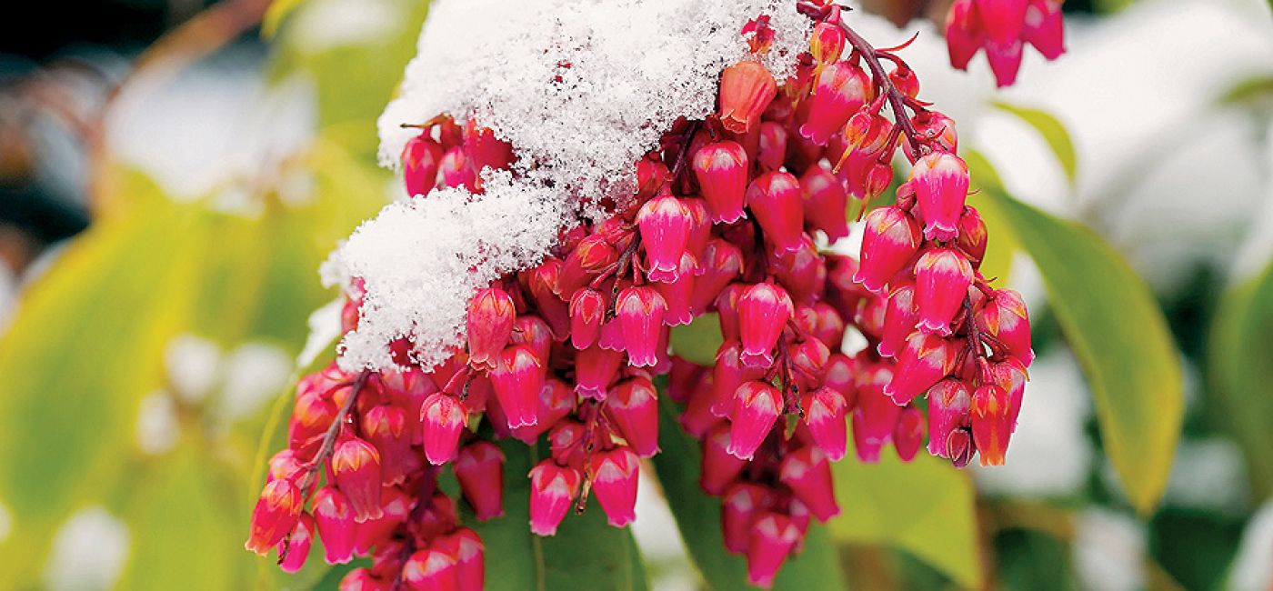 Pieris japoński – odmiany, pielęgnacja i uprawa w ogrodzie