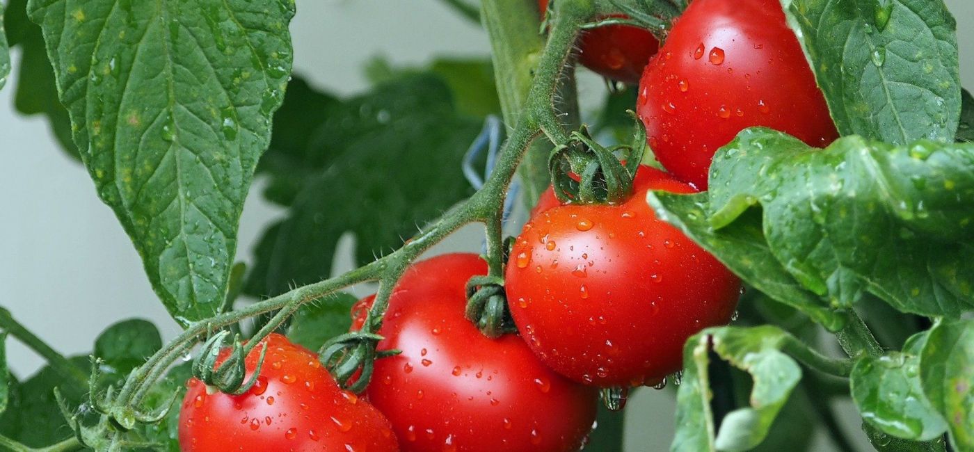 pomidory-w-ogrodzie.com.jpg