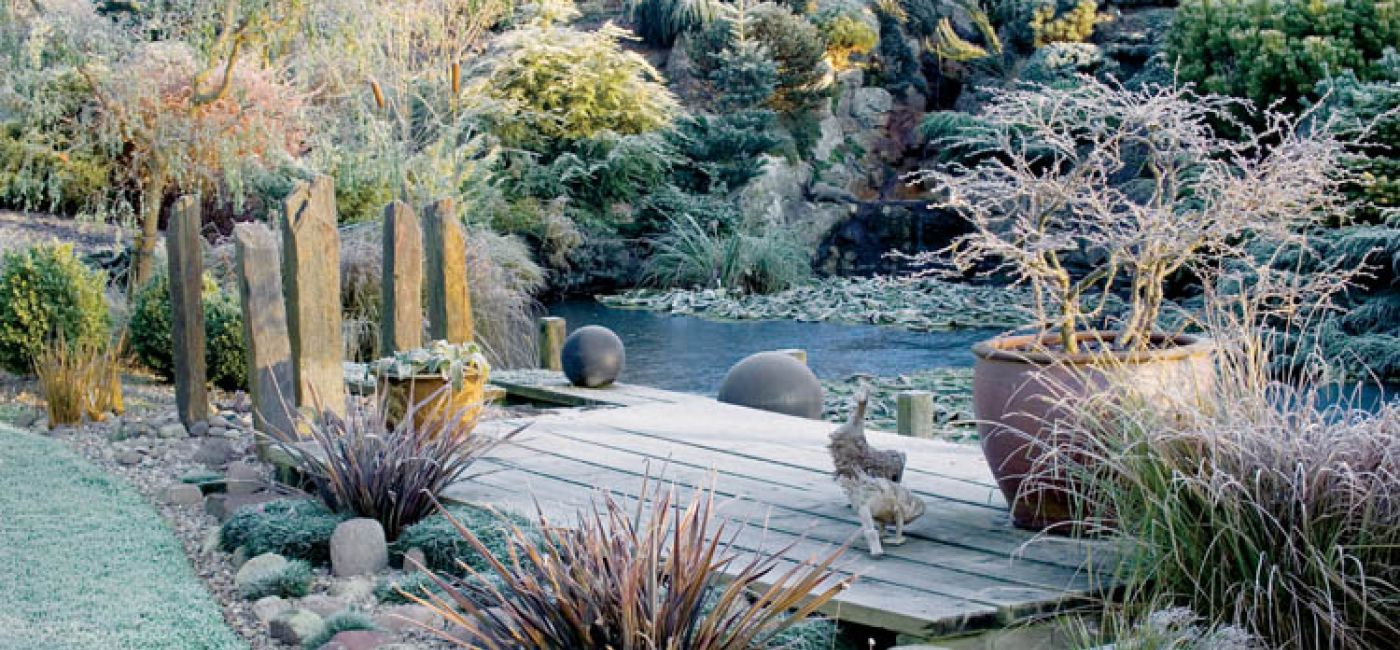 Pomost nad stawem. Ciemierniki oprószone szronem