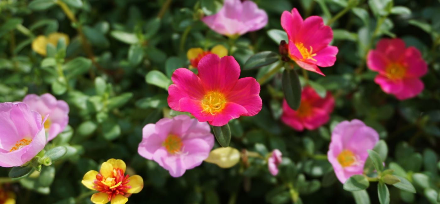 portulaka w ogrodzie