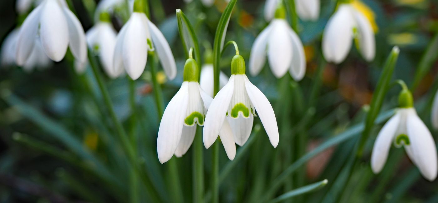 Śnieżyczka przebiśnieg