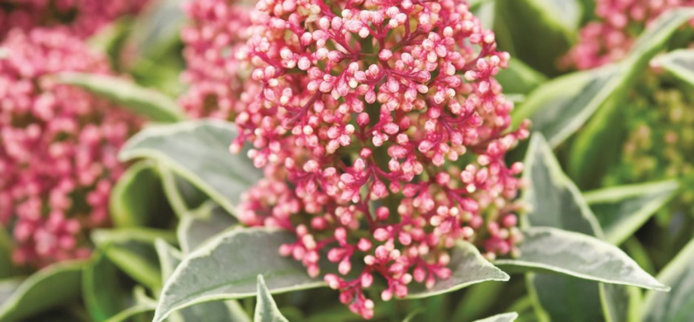 SKIMIA JAPOŃSKA. Rośliny zimozielone - które sadzić w ogrodzie?