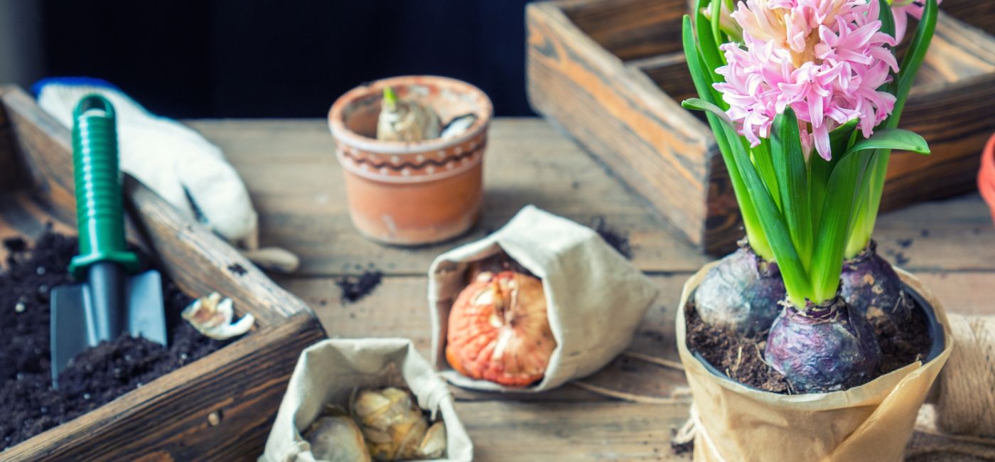 sadzenie wiosennych kwiatów