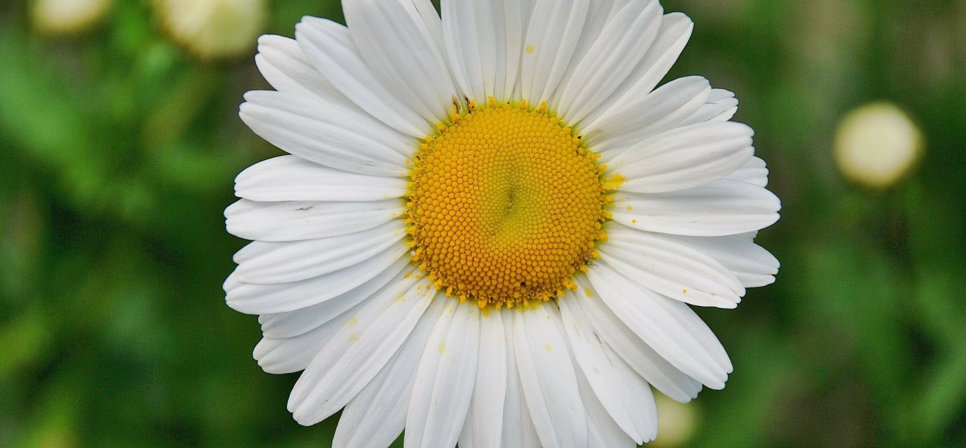 Stokrotka – królowa polskich łąk