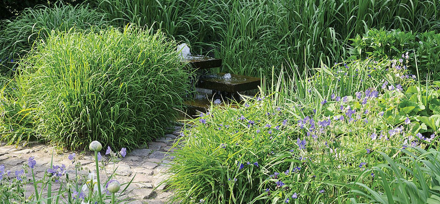 Trzykrotka - odmiany i uprawa