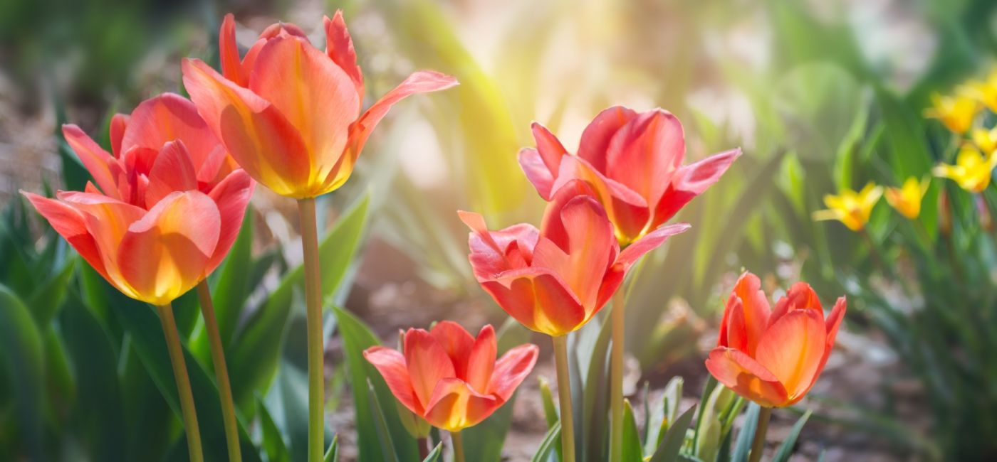 wiosenne kwiaty tulipany