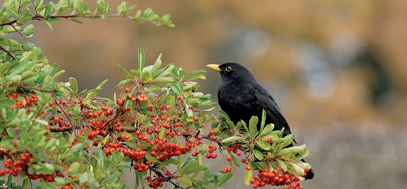 W konkursie na najpiękniejszy żywopłot, ognik szkarłatny w cuglach wygrywa z ligustrem, tują i grabem. Jak go uprawiać?