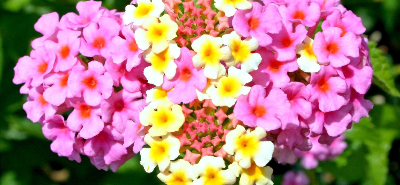 Werbena - doskonała na balkon i do ogrodu