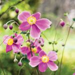 Anemon, zawilec - kwiat, który kwitnie najdłużej