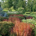 Czerwona smuga trawy imperata Red Baron wije się wśród bylin i krzewów. W tle widoczny jest mamutowiec, jego wąskostozkowa