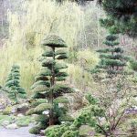 Japoński ogród niedaleko Kudowy-Zdrój. Najpiękniejsze drzewka bonsai w Polsce.