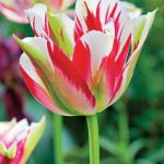 Ogród pośród pól pełnych tulipanów. Trochę tradycyjny i trochę nowoczesny, wyraźnie angielski i ciut holenderski.