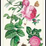 grafika botaniczna retro róża