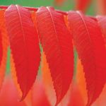 Purpurowe liście sumaka. Sumak – jesienna ślicznotka