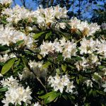 Azalie i rododendrony - najpiękniejsze krzewy kwitnące w maju i czerwcu