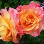Róże są trudne w pielęgnacji, lecz odwdzięczają się pięknymi kolorami i zapachem.