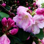 Różanecznik alpejski. Rododendron – krzew pełen kwiatów